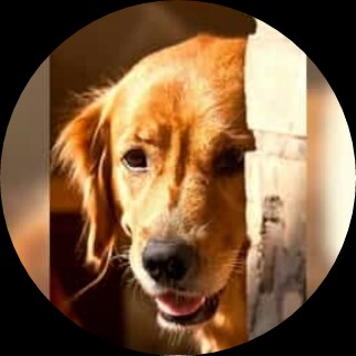 Picsart profile picture for @retriever